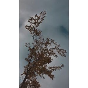 Meet your Posher, Rose